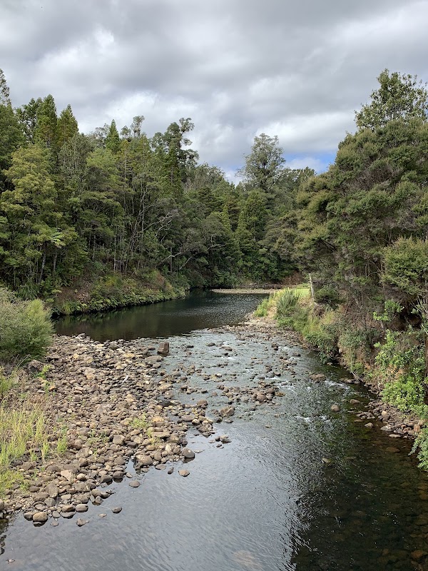 Waipoua Kauri Forest 3