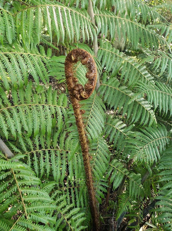 Waipoua Kauri Forest 2