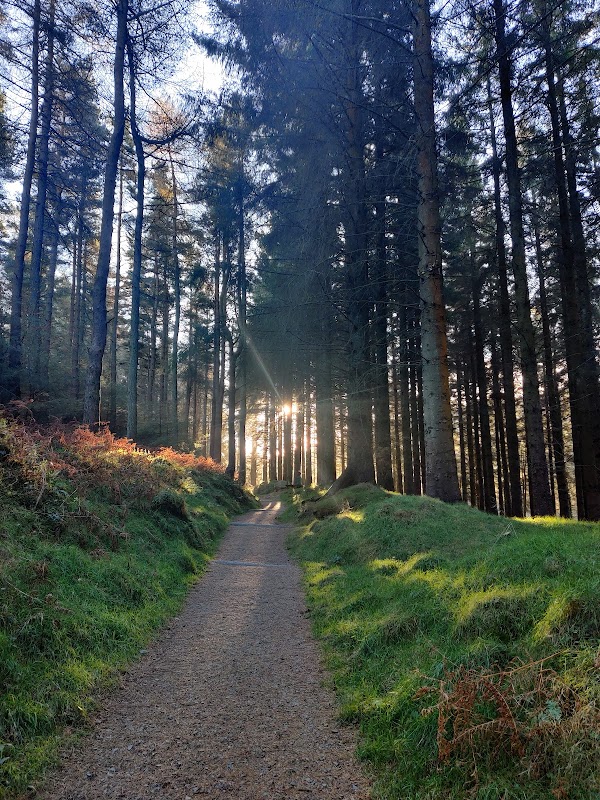 Tibradden Wood 4