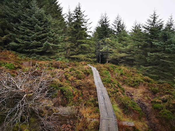 Tibradden Wood 3