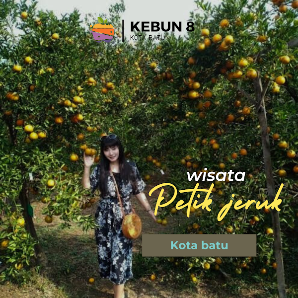 Petik Apel Kebun 8 Kota Batu 1