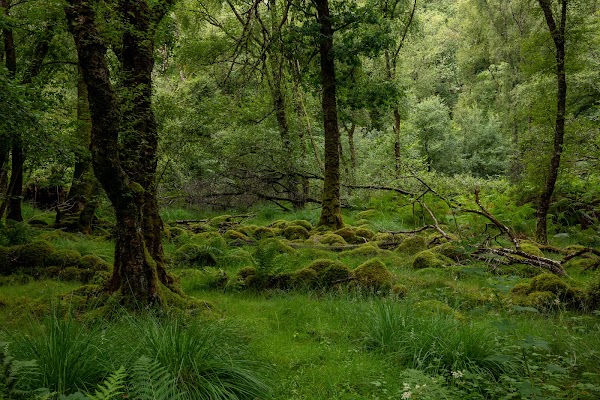 Ceunant Llennyrch National Nature Reserve 5