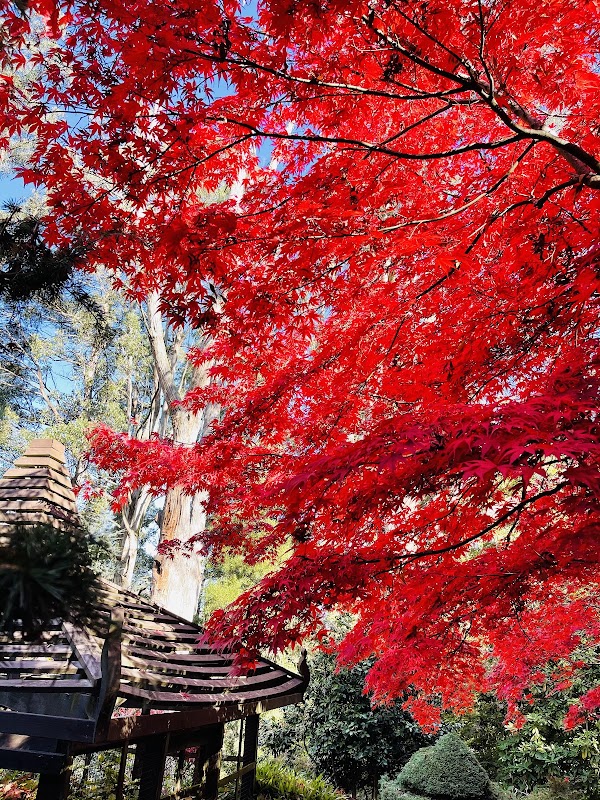 Forest Glade Gardens 4