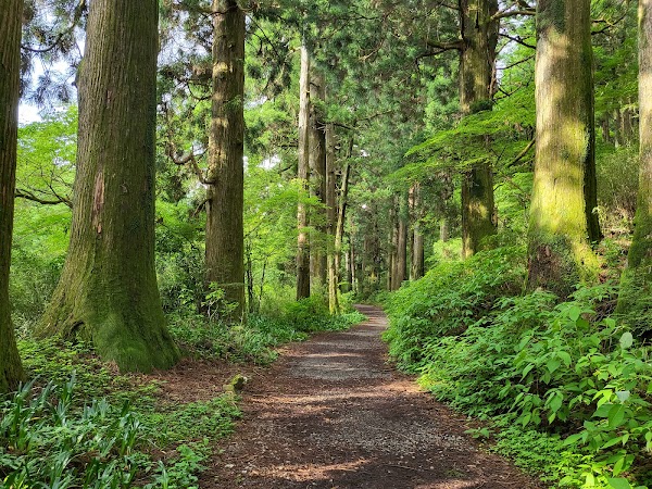 Old Tōkaidō Road Ancient Cedar Avenue - East End 1