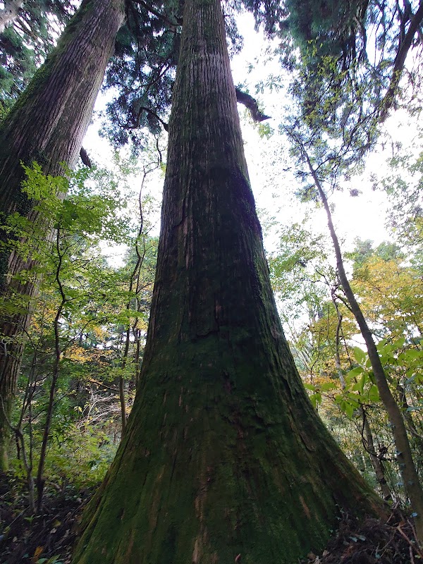 Old Tōkaidō Road Ancient Cedar Avenue - East End 2