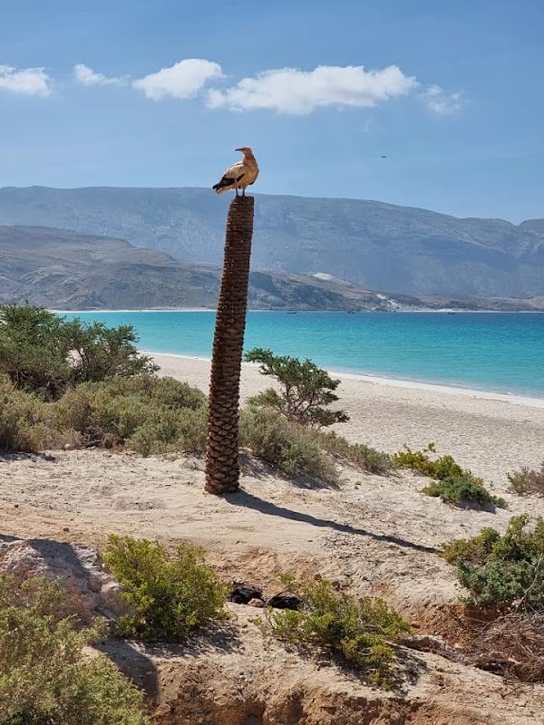Shoab Beach 2