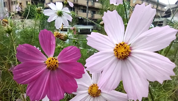 Ichijoji Park 2