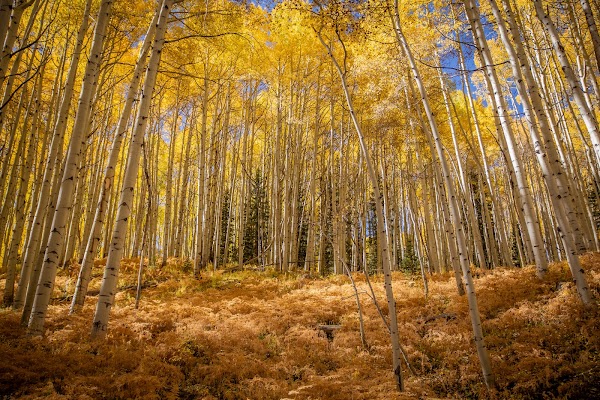 Kebler Pass 4