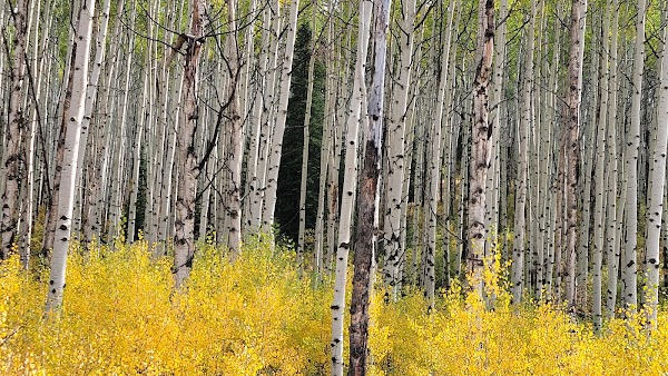 Kebler Pass 3