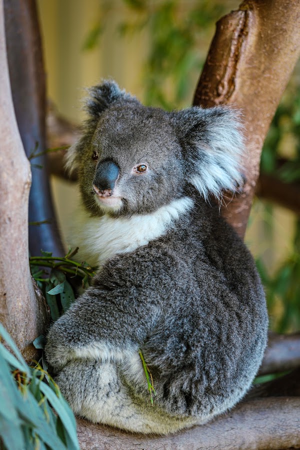 Caversham Wildlife Park 5