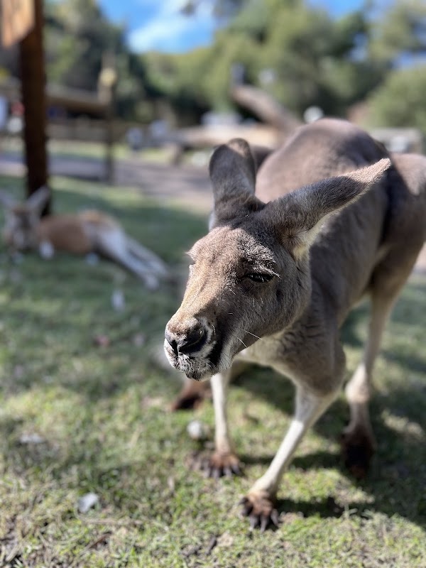 Caversham Wildlife Park 4
