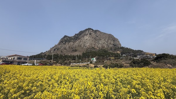 산방산 유료 유채꽃밭