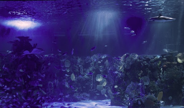 Acuario Inbursa 1