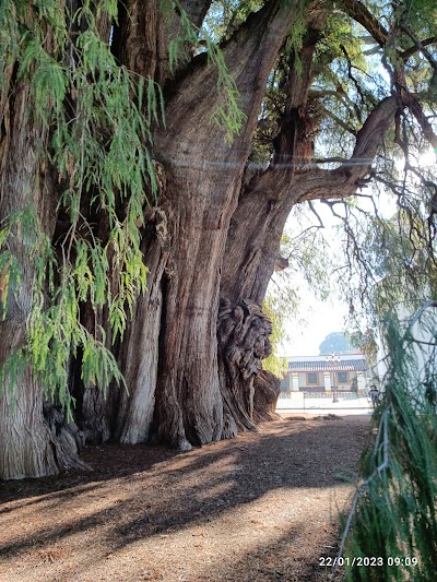 Tree of Tule