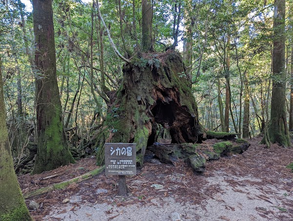 Kokemusu Forest 5