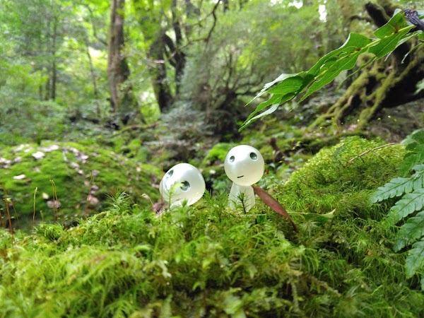 Kokemusu Forest 4