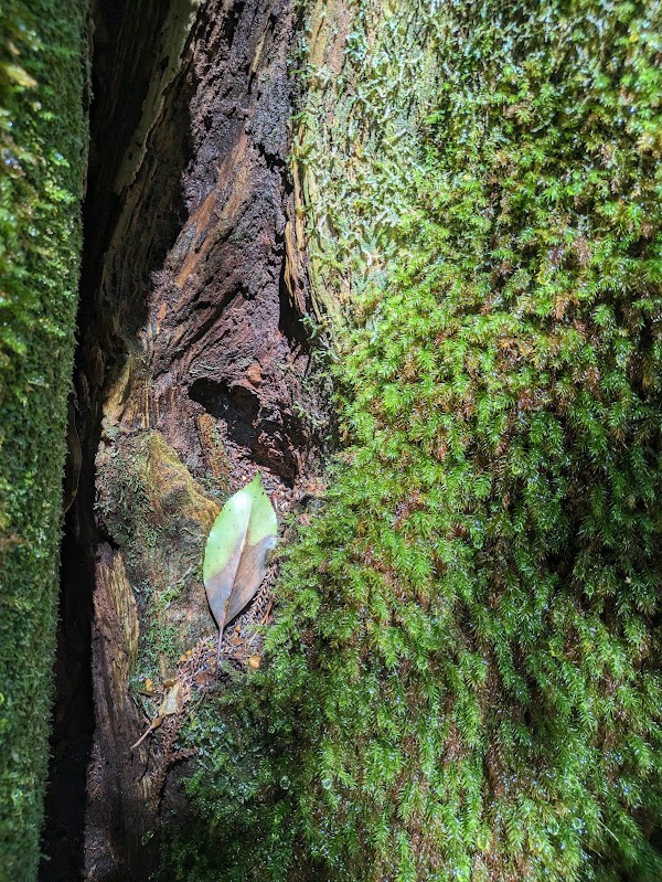 Kokemusu Forest 3