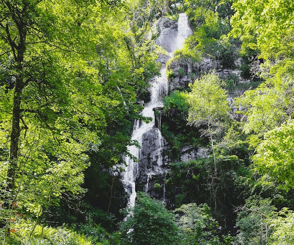 Forest uk 21