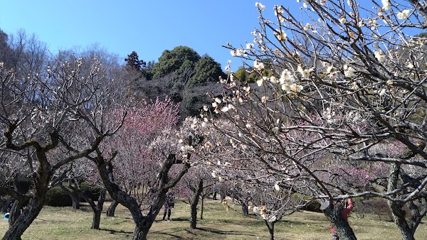 Tokyo Spring: Festival guide🌸🌷 22