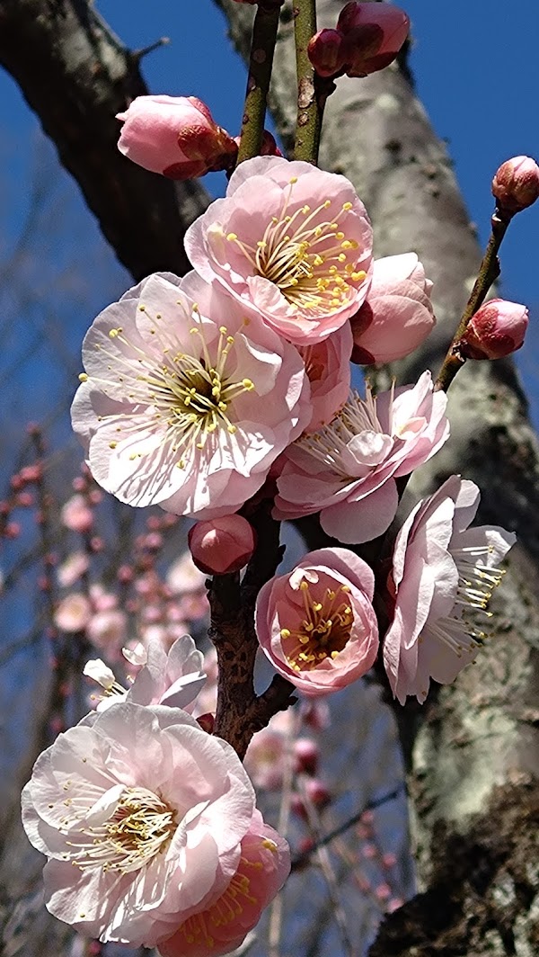 Yakushiike Park 5