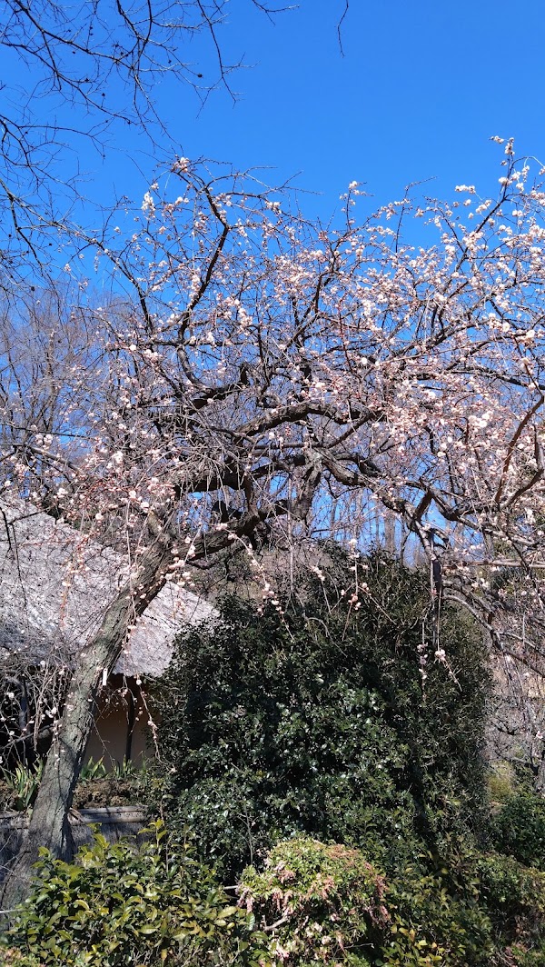 Yakushiike Park 4
