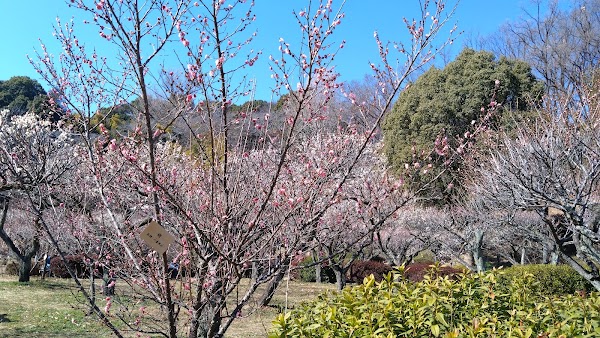 Yakushiike Park 3