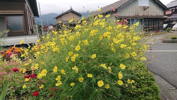 Takashima 3