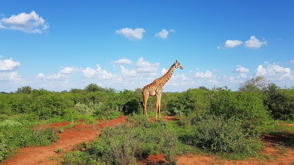 Tsavo West National Park