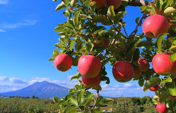 Hirosaki City Apple Park