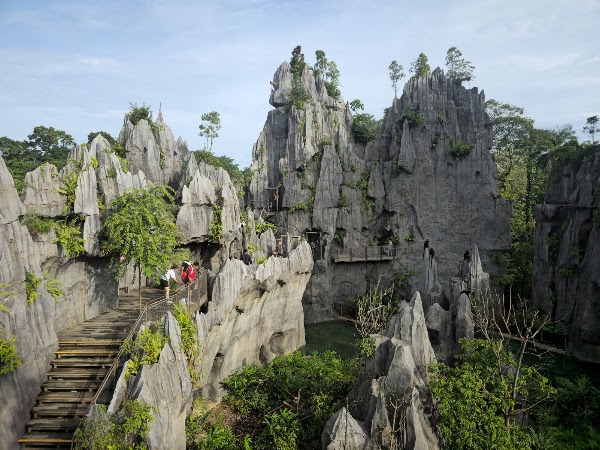 Rainforest Wild ASIA 5