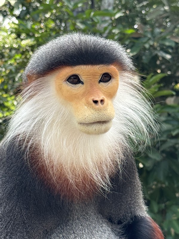 Rainforest Wild ASIA 4