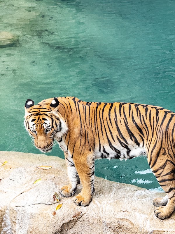 Rainforest Wild ASIA 2