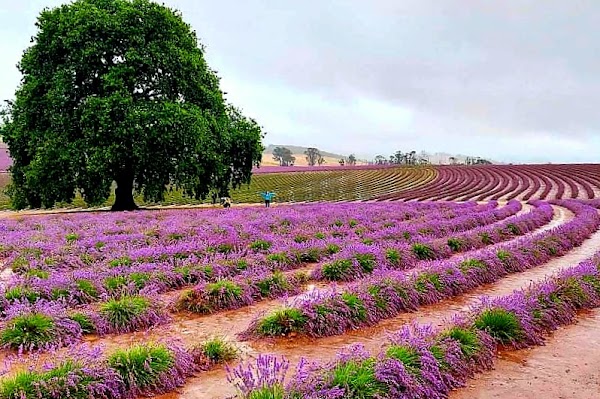 Bridestowe Lavender Farm