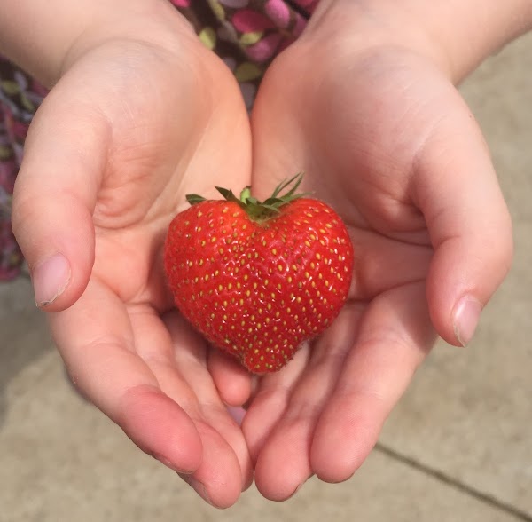 Maple Grove Farm & Market 5