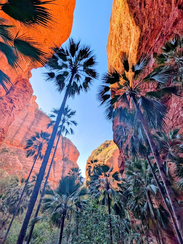 Mini Palms Gorge 1