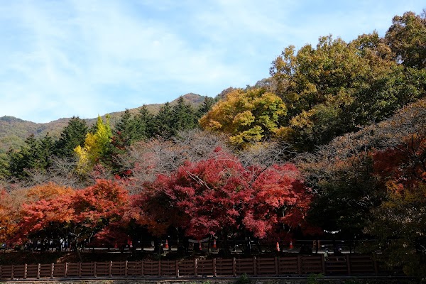 Naejangsan Maple Tree Tunnel