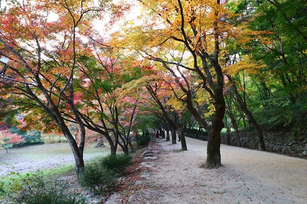 Naejangsan Maple Tree Tunnel 5