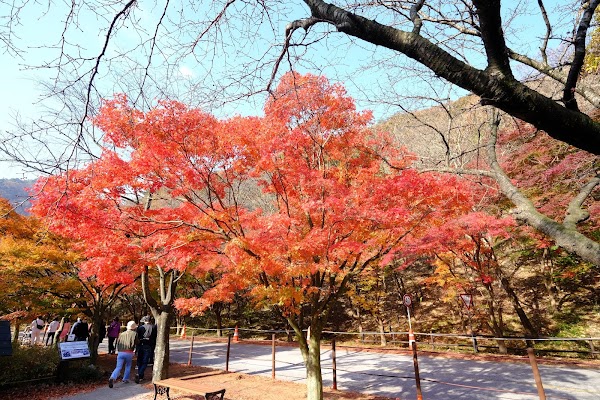 Naejangsan Maple Tree Tunnel 4