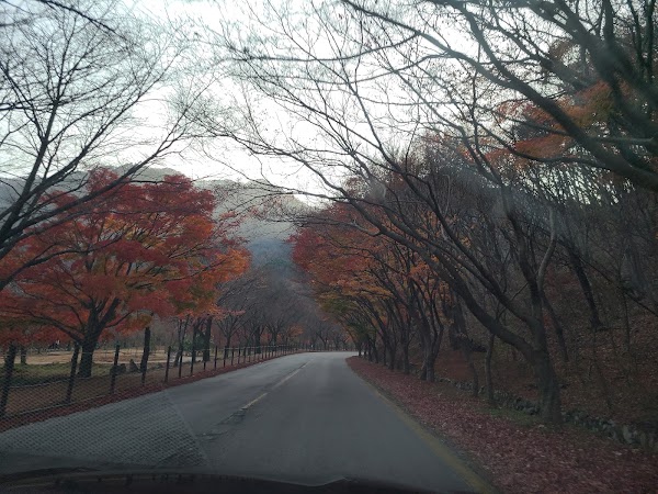 Naejangsan Maple Tree Tunnel 3