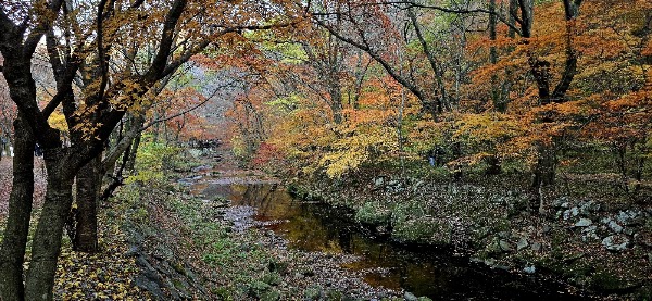 Naejangsan Maple Tree Tunnel 2