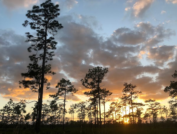 The Nature Conservancy's Disney Wilderness Preserve 1
