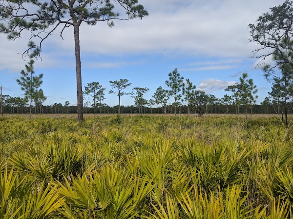 The Nature Conservancy's Disney Wilderness Preserve 3