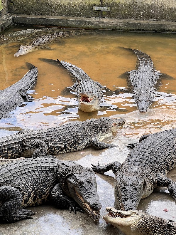 Long Kuan Hung Crocodile Farm Pte Ltd (NO WALK IN VISIT! ONLY GUIDED TOUR)