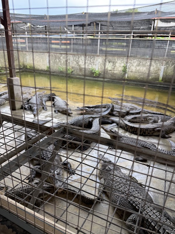 Long Kuan Hung Crocodile Farm Pte Ltd (NO WALK IN VISIT! ONLY GUIDED TOUR) 5