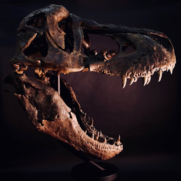 Dino Lab Inc.