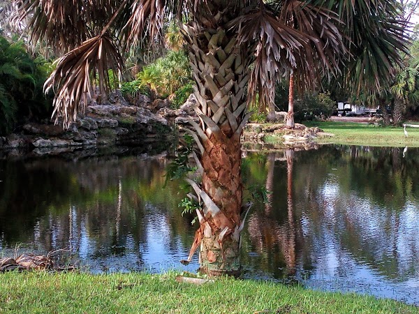 Nokomis