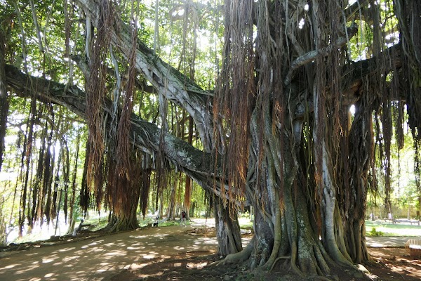 Telfair Garden 1
