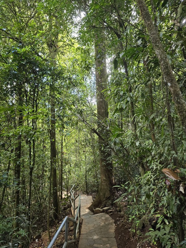 Millaa Millaa Falls 3