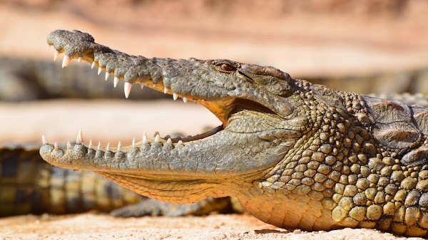 Crocoparc
