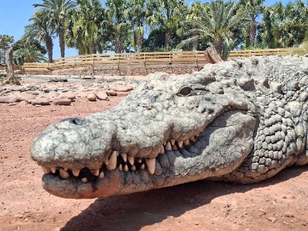 Crocoparc 4